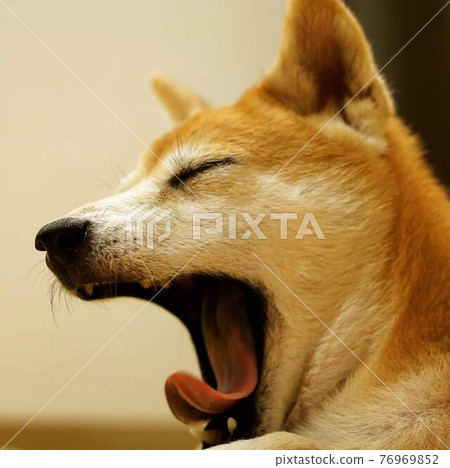 柴犬小狗打哈欠 柴犬小狗打哈欠 76969852