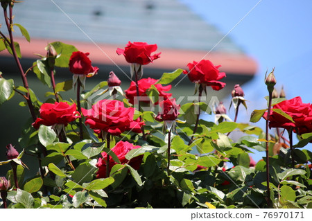 Rose red and blue sky! !! Twice Rose red and blue sky! !! Twice 76970171