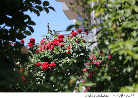 Rose red rose in the gap Rose red rose in the gap 76970174