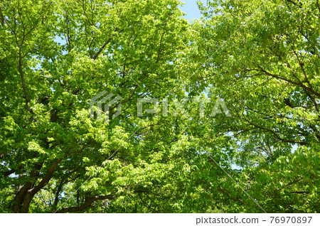 Naganuma Park in spring looks like this. Hachioji City 76970897