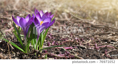 Purple crocus flowers in a empty spring ground background 76971052