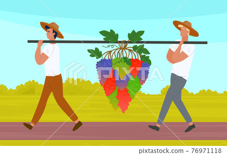Male characters picking grapes on vineyard plantation. Farmers collecting ripe grapes autumn harvest 76971118