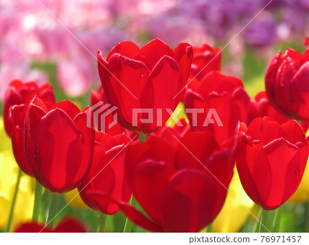 Red tulip 76971457