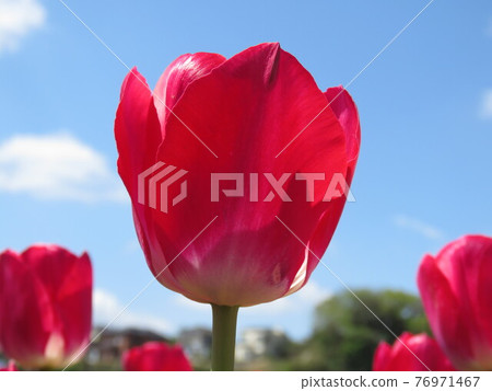 Red tulip 76971467