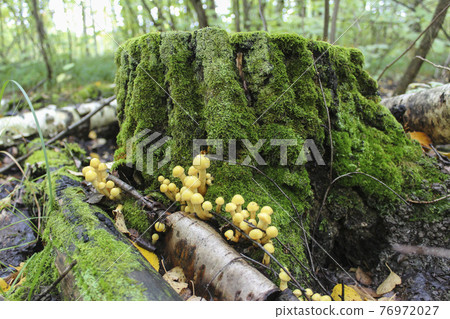 Old tree stump and mushrooms 76972027