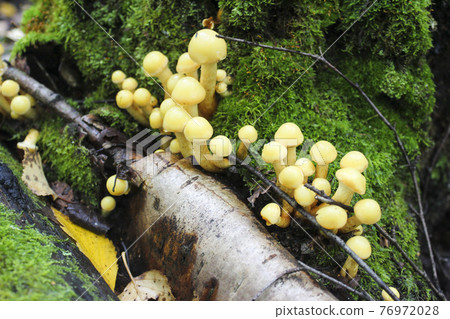 Mushrooms in the forest 76972028