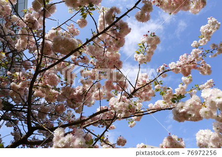 Satozakura（松月） 76972256