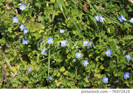 Persian speedwell Persian speedwell 76972628