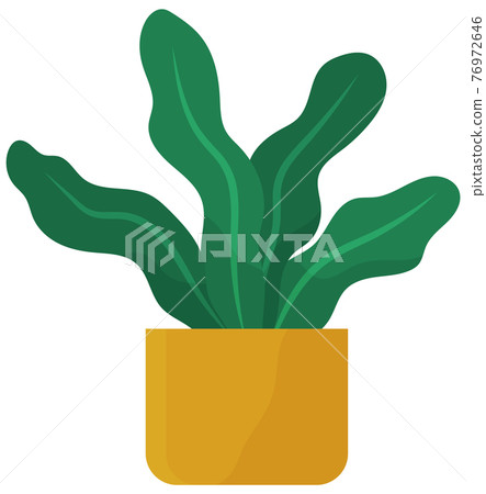 Decorative green plant with long leaves in ceramic pot, pot with houseplant. Home interior plant Decorative green plant with long leaves in ceramic pot, pot with houseplant. Home interior plant 76972646