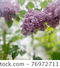 Lucky Lilac 76972711