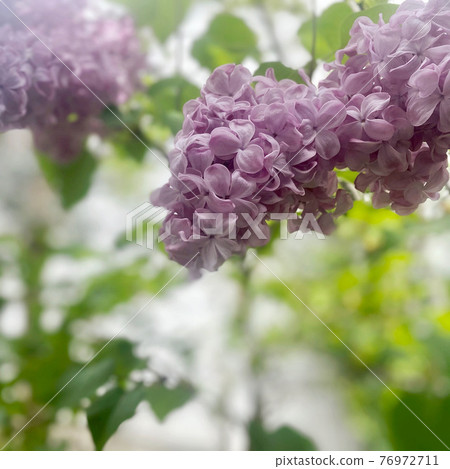 幸運丁香 76972711