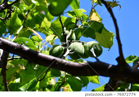 Plum seed ome 76972774
