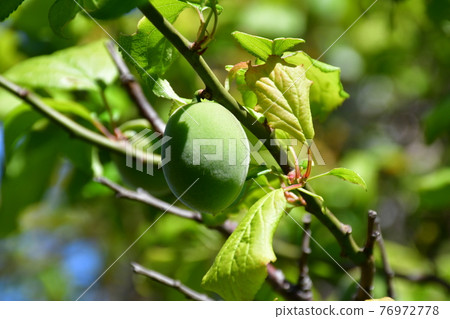 Plum seed ome Plum seed ome 76972778