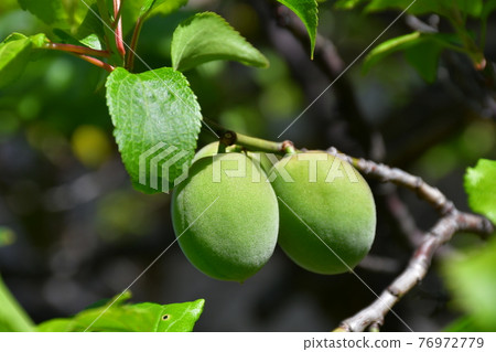 Plum seed ome Plum seed ome 76972779