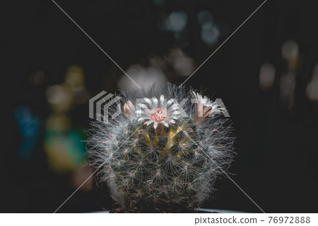 Cactus close up.Mammillaria Bocasana with pink flower in small pot on blurred natural background Cactus close up.Mammillaria Bocasana with pink flower in small pot on blurred natural background 76972888