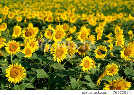 sunflower	 76972934
