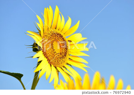向日葵 向日葵 76972940