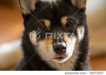 Shiba inu到相機 Shiba inu到相機 76972947