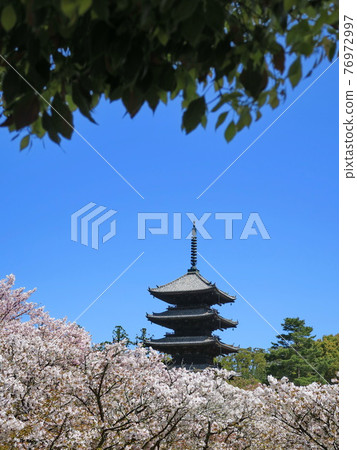 Omuro cherry blossoms and five-storied pagoda in full bloom at Ninnaji Temple in Kyoto Omuro cherry blossoms and five-storied pagoda in full bloom at Ninnaji Temple in Kyoto 76972997