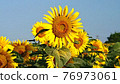 sunflower	 76973061
