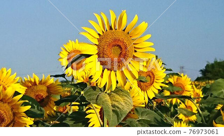 sunflower	 76973061