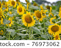 sunflower	 76973062