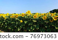 sunflower	 76973063