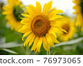 sunflower	 76973065