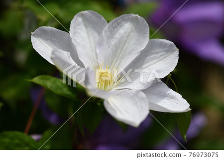 White clematis (Tessen) 76973075