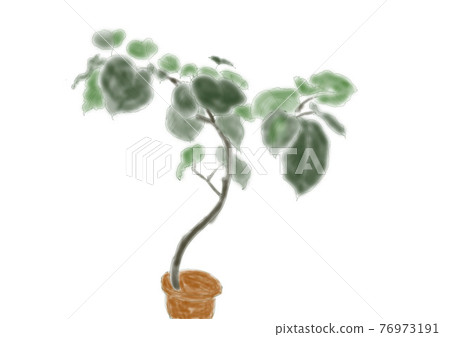 盆栽的樹 76973191