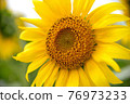 sunflower	 76973233