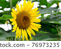 sunflower	 76973235