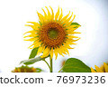 sunflower	 76973236