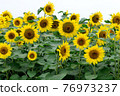 sunflower	 76973237