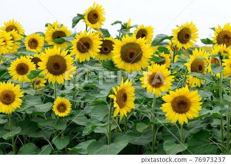 sunflower	 76973237