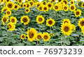 sunflower	 76973239