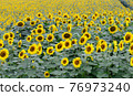 sunflower	 76973240