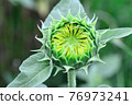 sunflower	 76973241