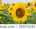 sunflower	 76973242