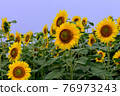 sunflower	 76973243