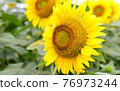 sunflower	 76973244