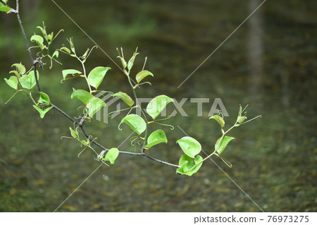 Waterside Smilax china china Waterside Smilax china china 76973275