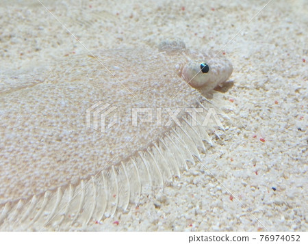 同化入沙子的白色比目魚 76974052
