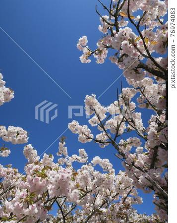 京都仁和寺的御室櫻 京都仁和寺的御室櫻 76974083