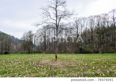 Sashimaki Wetland Morning 秋田縣 76974091