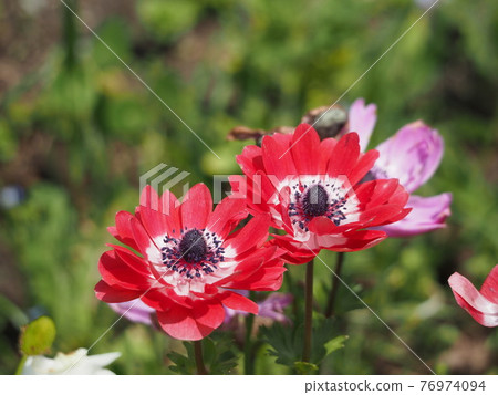 Anemones 76974094