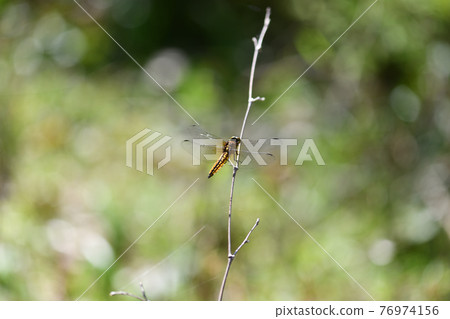 Immature ♂ of Lyriothemis pachyderm Immature ♂ of Lyriothemis pachyderm 76974156
