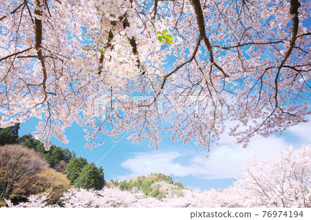 Spring full bloom  76974194