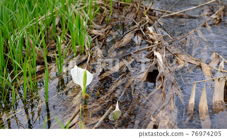 The skunk cabbage that blooms in the murmuring, Sashimaki Wetland 76974205