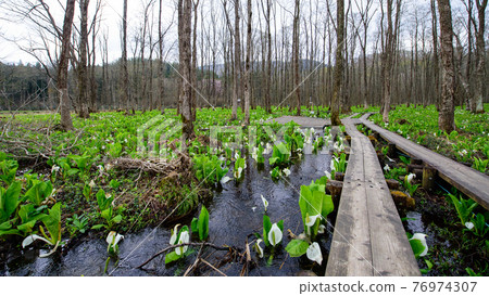 Refreshing skunk cabbage ornamental road Akita Sashimaki Wetland 76974307